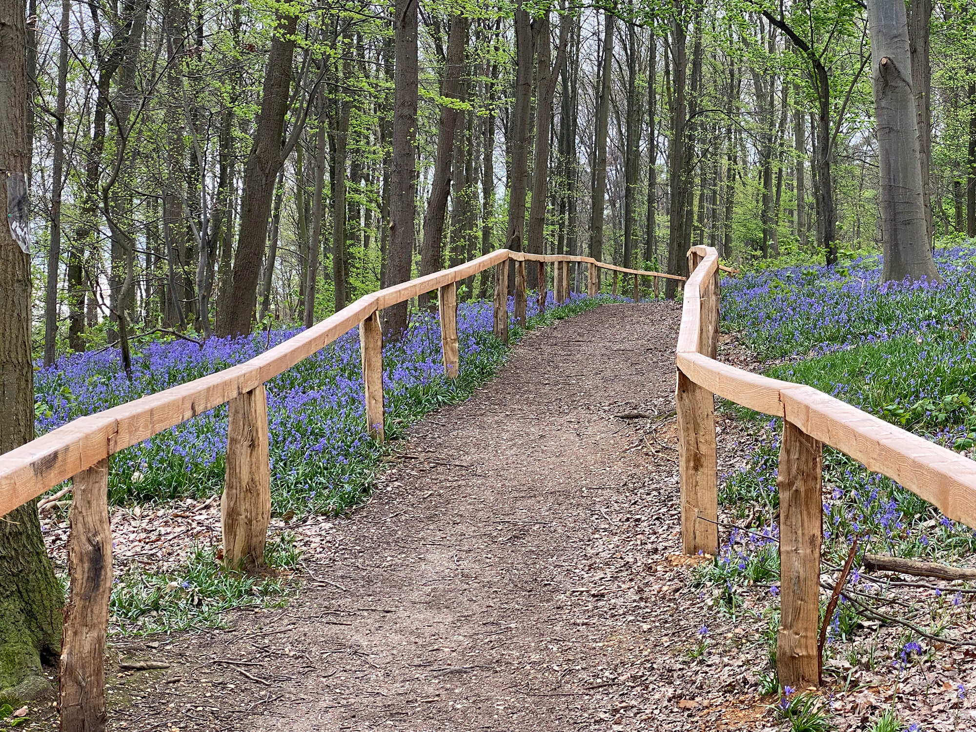 Der Wald der blauen Blumen ist ein Naturschutzgebiet. Die Wege dürfen dort nicht verlassen werden. Hunde sind anzuleinen. Foto: Kreis Heinsberg